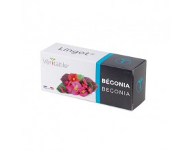 VERITABLE Lingot® Begonia - Ядлива Бегония
